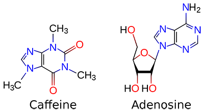 1280px-caffeine_and_adenosine2.png