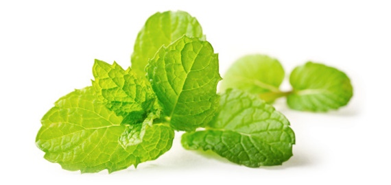 mint-leaves_570.jpg