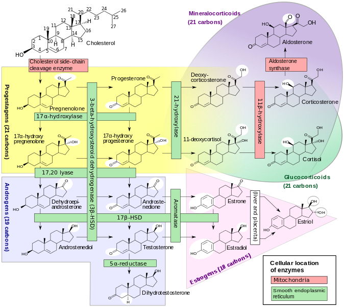 Steroidogenesis.svg.png